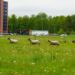 Galerii: Maarjamõisa rohealal alustasid tööd lambad ja kitsed